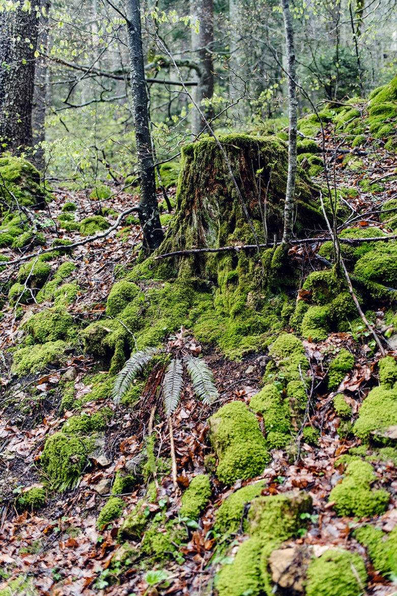 Randonnée dans la forêt au pied des falaises du Grenchenberg