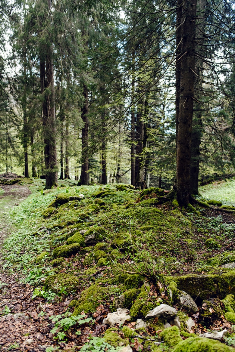 Randonnée dans la forêt au pied des falaises du Grenchenberg