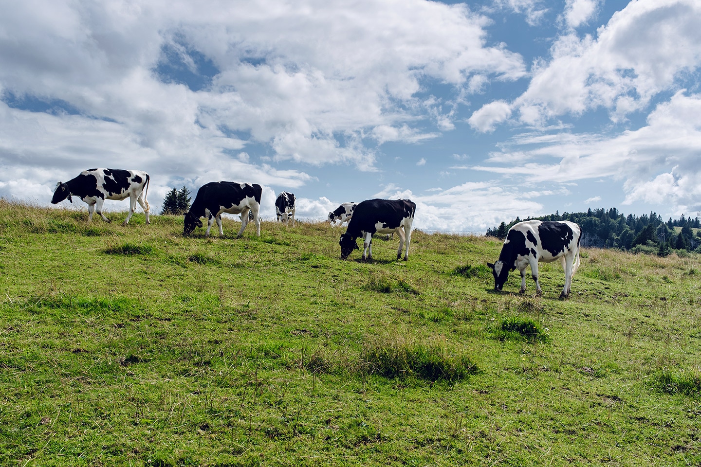 Troupeau de vaches dans un pâturage de la Montagne de Granges