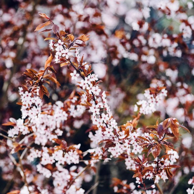 Photos annuelles de la floraison du beau prunus 🌸☀️ 

#Spring #PrunusCerasifera #FlowerPower
#BlogSuisseRomande #SwissBlogger #igersSwiss