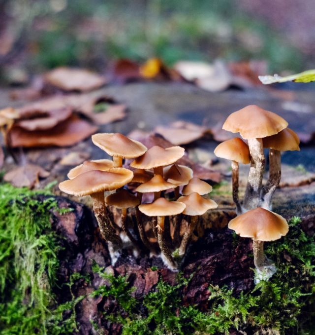 Passion champignons 🍂

———
#PromenonsNousDansLesBois #WildMushrooms #Mushrooms #Champignons #Autumn #Fall
#BlogSuisseRomande #SwissBlogger #igersSwiss