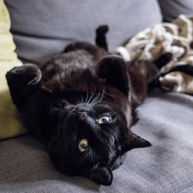 Happy caturday 🖤

———
#GrosChatChoupi #HappyCaturday #VieDeChat #CatsOfInstagram #BlackCat #BlackCatsOfInstagram #BlackCatsAreGoodLuck #BlackCatsAreAwesome #AdopteABlackCat #AdoptDontShop
#BlogSuisseRomande #SwissBlogger #igersSwiss