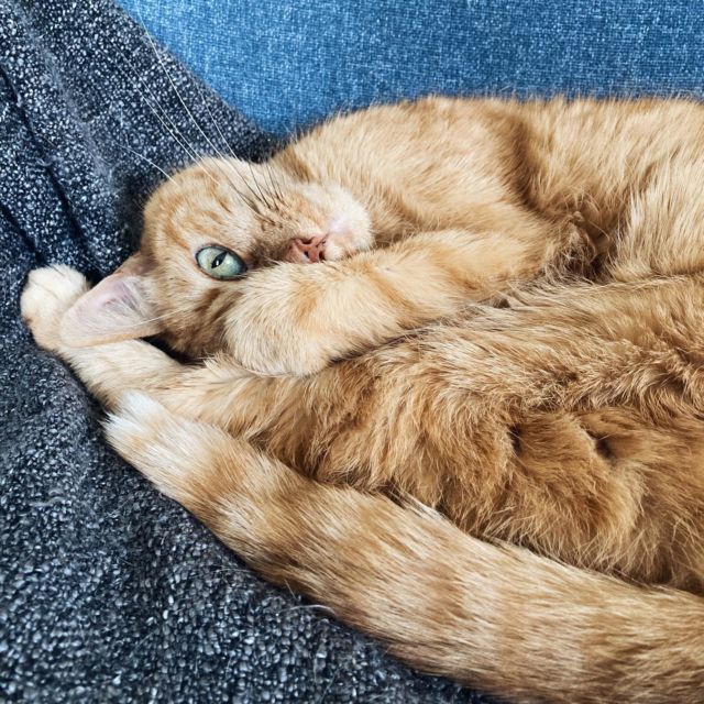 Courage, c’est presque le week-end 🧡😴

———
#PtitChatChoupi #VieDeChat #GingerCat #GingerCatsOfInstagram #CatsOfInstagram
#BlogSuisseRomande #SwissBlogger #igersSwiss
