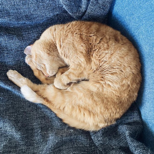 Happy Caturday 🧡

———
#PtitChatChoupi #VieDeChat #HappyCaturday #GingerCat #GingerCatsOfInstagram #CatsOfInstagram
#BlogSuisseRomande #SwissBlogger #igersSwiss