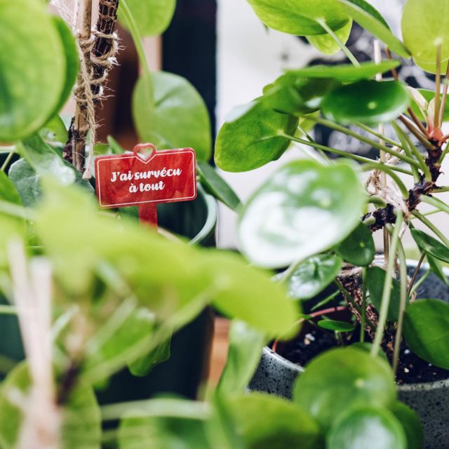 La petite famille de pilea 🪴

Ça a commencé avec une petite bébé plante offerte par ma collègue @stephcharlie__ en octobre 2019 (j’ai mis deux de ses premiers portraits à la fin du carousel, elle était si petite, je suis émue 🥲). Jusque là, nulle plante verte n’avait survécu à mes tentatives de soins, j’avais donc peu d’espoir pour elle même si tout le monde affirmait que les pileas pardonnent tout. Trois ans plus tard, elle est toujours bel et bien vivante, et semble vivre une belle vie parmi ses sœurs et leur - désormais nombreuse - progéniture.

Je leur ai donc bien sûr offert un pic à plante de @laura.coupeau car elles ont vraiment survécu à tout, ainsi qu’une belle linogravure de @holmes_sweet_holmes ma foi très à propos 💚

(par soucis d’honnêteté je précise que je finis en revanche toujours par tuer toutes mes calatheas, voilà c’est la vie)

———
#Pilea #PileaPeperomioides #JaiPasLaMainVerteMaisJyCrois #HousePlants #StillAlive
#BlogSuisseRomande #SwissBlogger #igersSwiss
