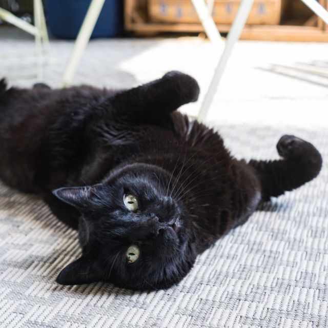 Ce grand chat patate a eu 14 ans il y a déjà presque un mois, et je crois que sa vie de grand chat patate lui convient toujours plutôt bien 🖤

———
#GrosChatChoupi #VieDeChat #BlackCat #BlackCatsOfInstagram #BlackCatsAreGoodLuck #CatsOfInstagram #AdoptDontShop
#BlogSuisseRomande #SwissBlogger #igersSwiss