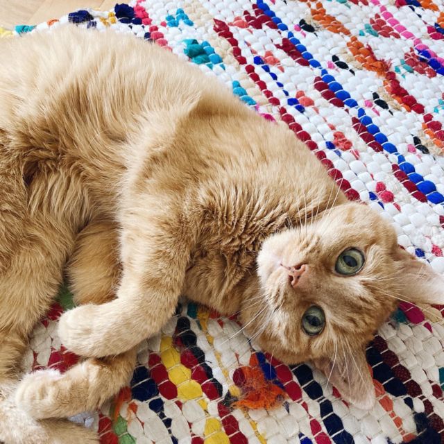 Début juillet, c’était au tour de cette petite renarde experte du ronron et de la mignonitude de fêter ses 14 ans 🧡

———
#PtitChatChoupi #GingerCat #GingerCatsOfInstagram #CatsOfInstagram #AdoptDontShop
#BlogSuisseRomande #SwissBlogger #igersSwiss